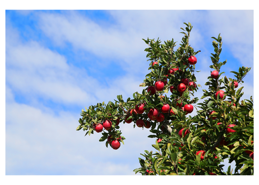 New Zealand Envy apple crop sets record, nears 1B sales revenue The